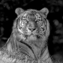 Tiger-Elena-sw-J17-8317