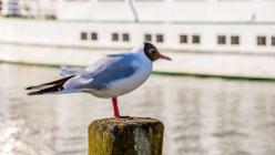 Windermere - Lake District-J13-2285