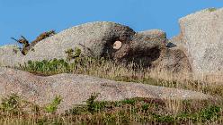 Ploumanac'h-J14-6682