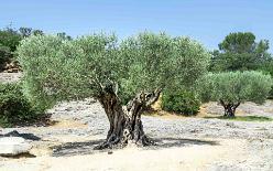 PONT DU GARD-J17-1647