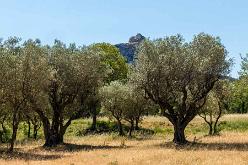 VAN GOGH IN SAINT-RÉMY-J17-1775