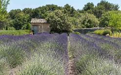 VAN GOGH IN SAINT-RÉMY-J17-1827