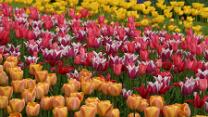 Keukenhof-J05-015