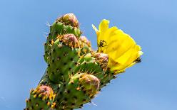 Westkueste-Elba-J15-1095