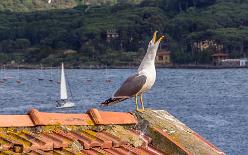 Elba-Portoferraio-J15-0668