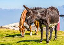 Alpe Foppa-Tamaro-J13-7055