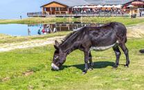 Alpe Foppa-Tamaro-J13-7057