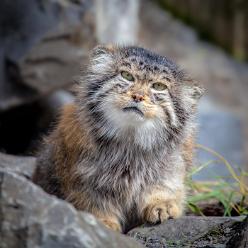 Manul-J16-6164