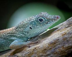 Graham-Anolis Baby-J22-9293