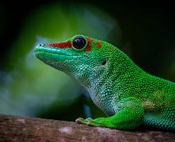 Madagaskargecko-J23-8507