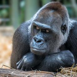 Gorilla-J17-0087