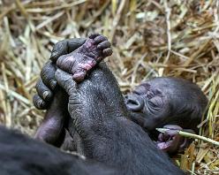 Gorillababy-J11-4366