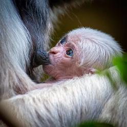 Kappengibbon-Baby-J11-4672