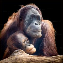 Orang Utan mit Baby-J19-9656