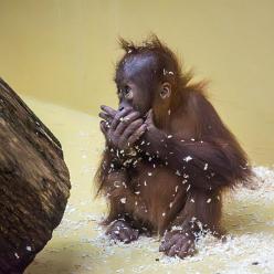 Orang Utan-Baby-J14-3572