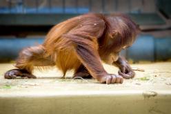 Orang Utan-Baby-J17-2431