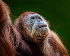 Orang Utan-J15-0062