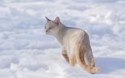 Katze Weiss Schnee-J12-8900