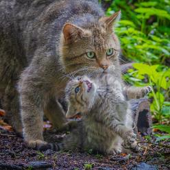 Wildkater mit Baby-J19-3474