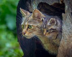 Wildkatze mit Baby-J19-3367