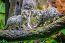 Wildkatzenbabys-J19-3592