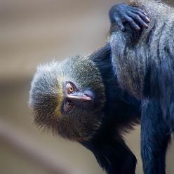 Eulenkopfmeerkatze-Zoo MH-J13-8618