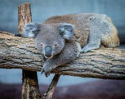 Koala-J18-2419