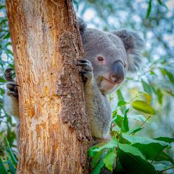 Koala-J18-8265