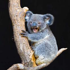 Koala-Uki-J21-4058