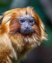 Löwenäffchen-J25-4984