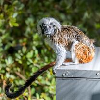 Lisztäffchen-J25-4785