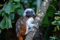 Lisztäffchen-J25-5327