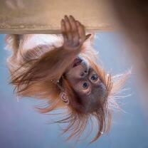 Orang Utan-Baby-J18-1880