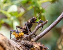 Dorngespenstschrecke-J25-3689