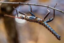 Dorngespenstschrecke-J25-7665