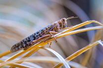 Europaeische Wanderheuschrecke-7778