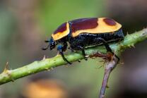 Kongo-Rosenkäfer-J25-8971