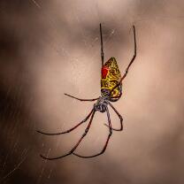 Madagaskar-Seidenspinne-J25-8504