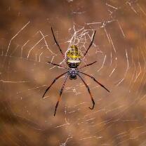 Madagaskar-Seidenspinne-J25-8508