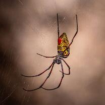 Madagaskar-Seidenspinne-J25-v2-8504