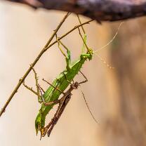 Malaiische-Riesengespenstschrecke-J25-0293