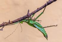 Malaiische-Riesengespenstschrecke-J25-1028