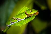 Raupe-Mormonenschmetterling-J24-4759