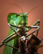 Riesenblattschrecke-J25-3026