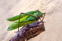Riesenblattschrecke-J25-RX-00387