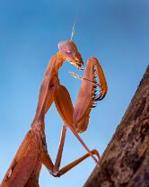 Riesenschildmantis-Gottesanbeterin -J25-8869