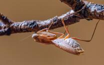 Riesenschildmantis-Gottesanbeterin-J26-0495