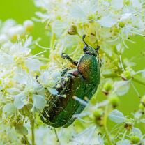 Rosenkäfer-Goldglänzender-J25-7141