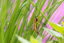 Schwarze Kammschnake-5179