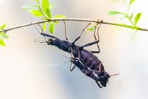 Sungaya-Gespenstschrecke-J25-9660